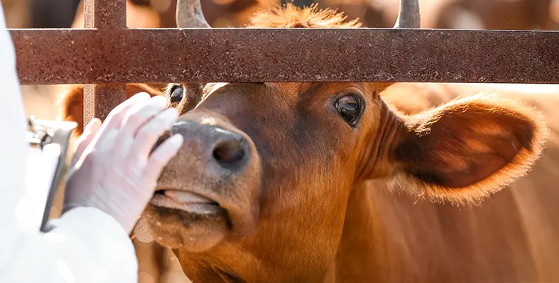 Foot-and-Mouth Disease is a serious viral infection that affects cloven-hoofed animals. Image_of_FMD
