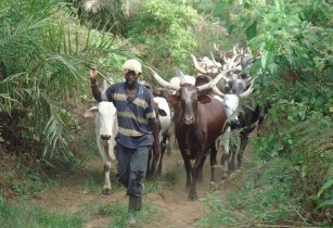 Image result for livestock farming nigeria