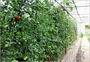 Tomato_greenhouse_gardener41