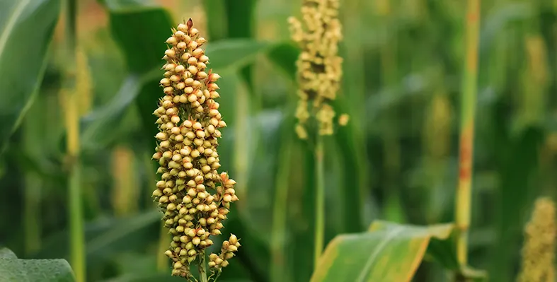 This initiative targets the sorghum value chain, a vital component of climate-resilient agriculture in the country. Image_of_sorghum