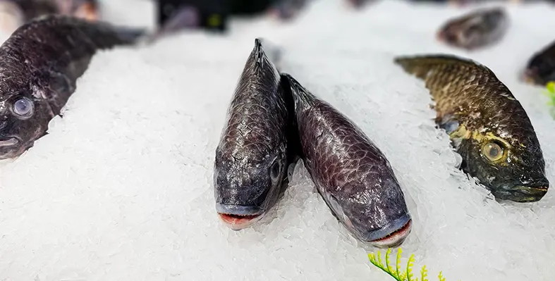 The call is clear: responsible use of antibiotics isn’t optional—it’s essential for the future of aquaculture. Image_of_aquaculture