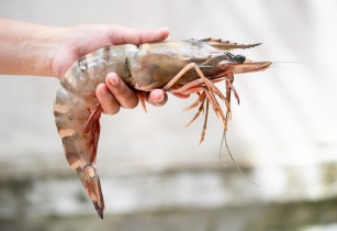 Evonik and Vland develop product to improve water quality in aquaculture