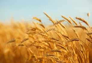  Global food prices decline in July