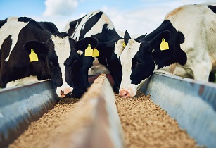 Tomato-based solutions to replace traditional treatments in livestock animals 