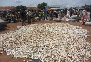 Nigeria to set up 18 cassava processing industries