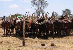 Boosting cattle fertility in Rwanda
