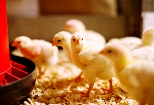 Synergistically improving energy efficiency in poultry production