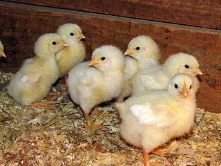 Country Bird secures US$25 million World Bank loan