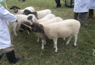 Dorper sheep Mwangi Mumero 