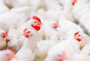 Evonik’s GuanAMINO improves growth rate and hatchability when mixed with poultry feed