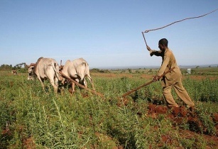 African farmers to benefit from US$56 million fund