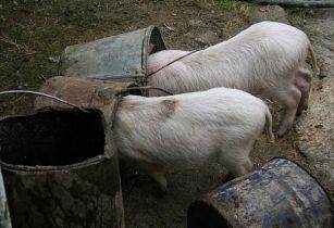 Trouw Nutrition launches swine feed recommendation app