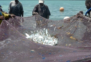 Kenya fish exports set for EU test