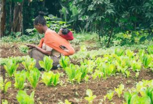 IFAD launches US$67.43mn investment programme for small-scale farmers in Zimbabwe