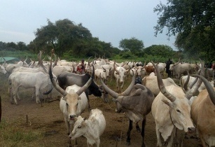 Free cattle drugs issued in South Sudan