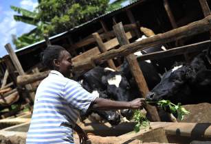 Kenya to waive import duty on animal feed raw materials