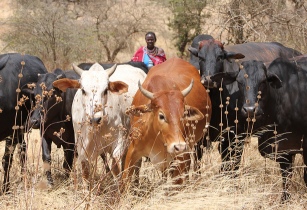 UK offers livestock disease support to Kenya