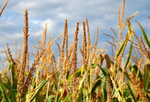 Maize deliveries hit 450 000 tonnes in Zimbabwe