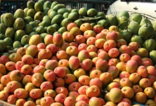 Kenya eyes EU markets as lucrative for mango exports