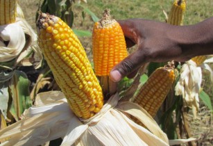 DuPont Pioneer and USAID to increase maize productivity in Ghana