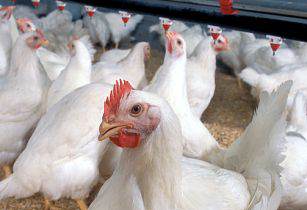 South Africa to resume import of US poultry by 2015-end