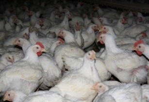US and Brazil firms to develop poultry facility in Chad