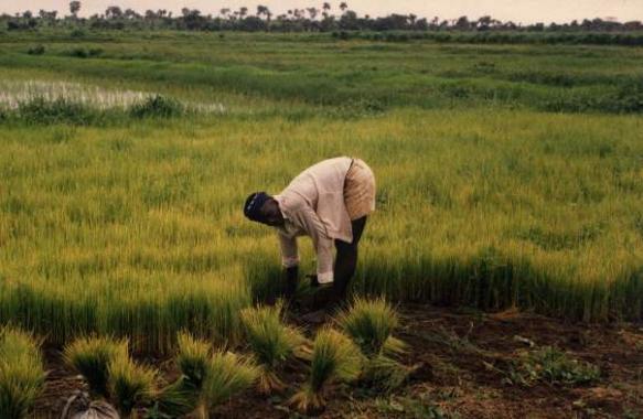 New mobile service could enhance rural farming operations