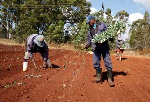 South Africa to spend US$33.8mn to establish agri-parks