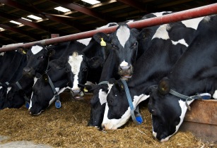 Balancing winter ration supplementation for optimal cow performance
