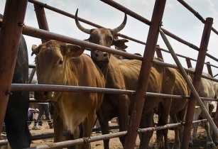 Zimbabwean farmers urged to sell excess livestock 