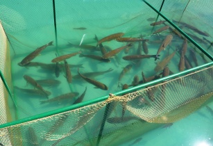 US$7mn boost to steer growth in aquaculture across Africa 