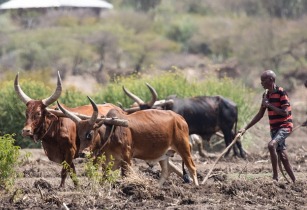 USAID-Ethiopian airlines to source food from local farmers for in-flight meals