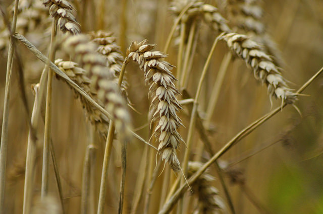 Food price index continues rise in June