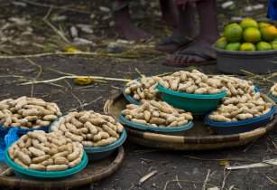 Nigerian government to revive groundnut farming in Kaduna