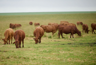 KARAN BEEF ACADEMY empowers cattle farmers through new video series