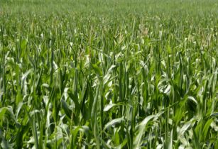 New maize varieties given approval in Kenya