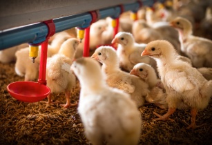 3 million households in Zimbabawe to receive poultry chicks