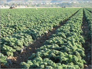 Agriculture flourishes in Africa