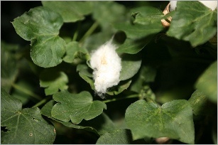 Ghana to use biotechnology for increasing cotton yield