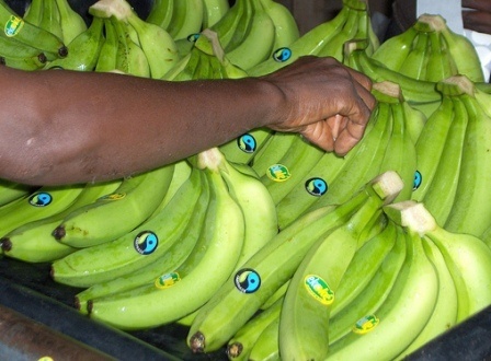 Value-added bananas key to Ghanaian economy