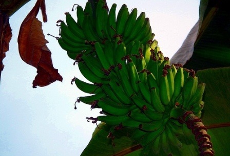 Funds needed to stall banana crop disease in Uganda