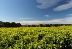Sustainable agriculture to fight climate change and involuntary migration