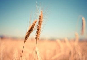 ‘Free trade can prevent hunger caused by future shifts in climate patterns’
